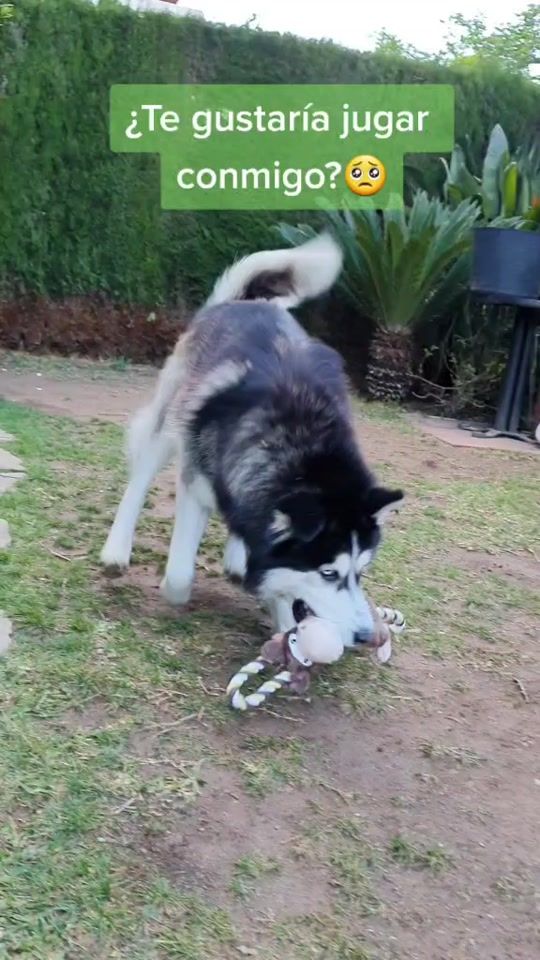 TikTok video thumbnail by mellamoluck