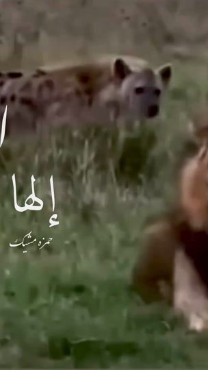 TikTok video thumbnail by hamze_msheik
