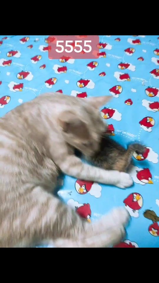 TikTok video thumbnail by yamanoa689