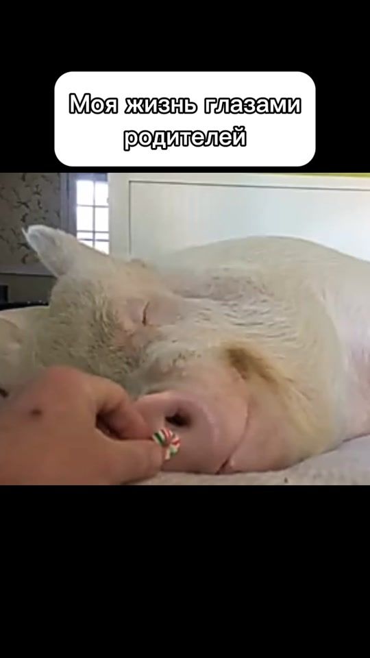 TikTok video thumbnail by vanek_159