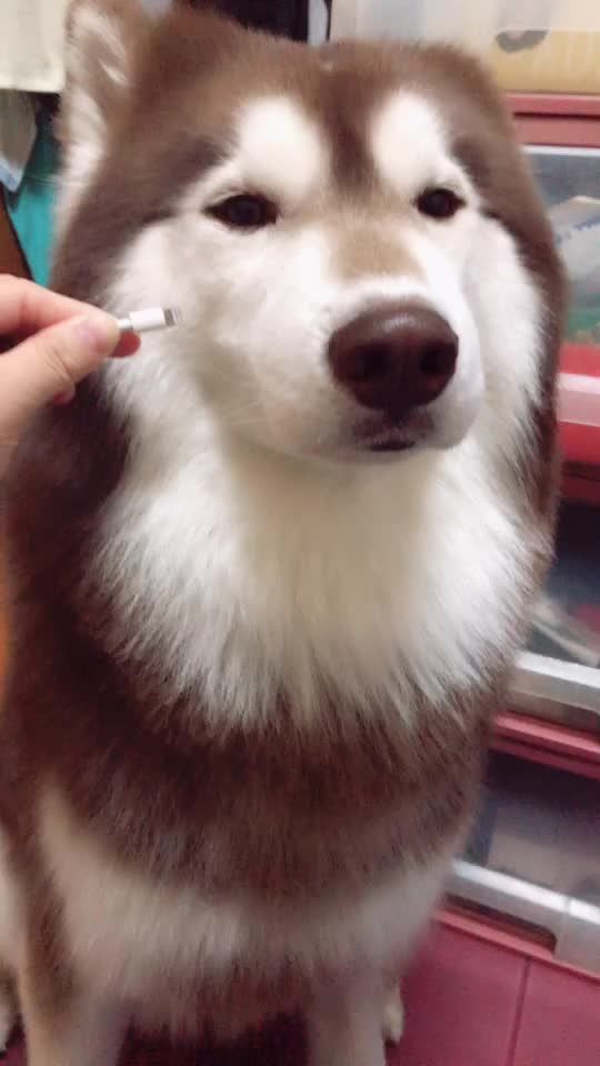 TikTok video thumbnail by husky_duffy150110