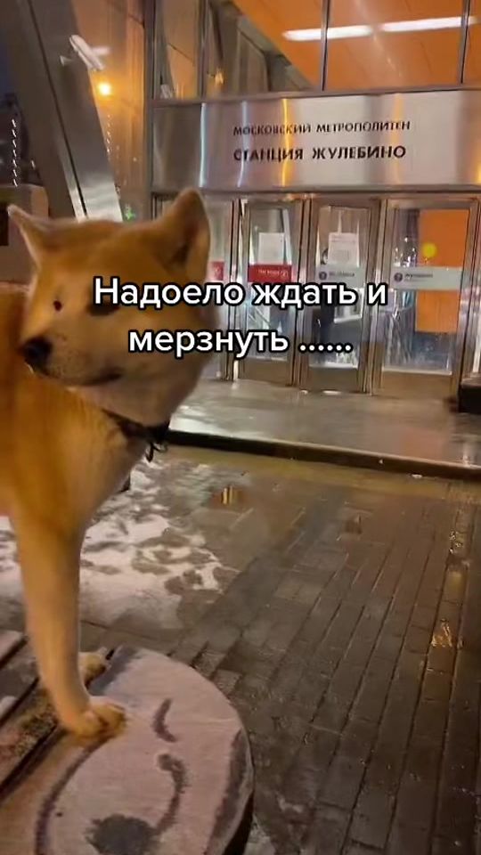 TikTok video thumbnail by sofia_akita_vl