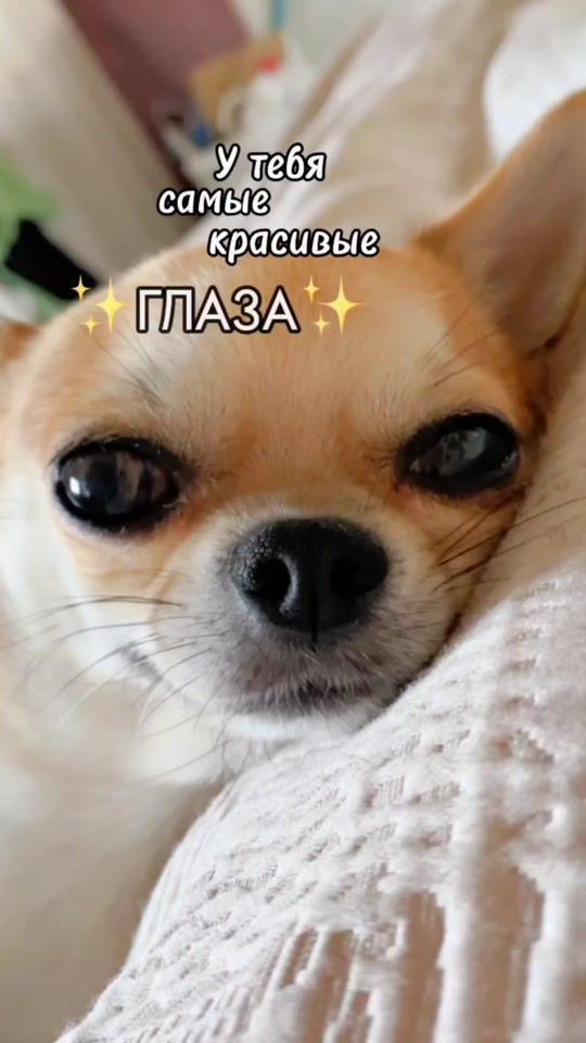TikTok video thumbnail by chipschihuahua
