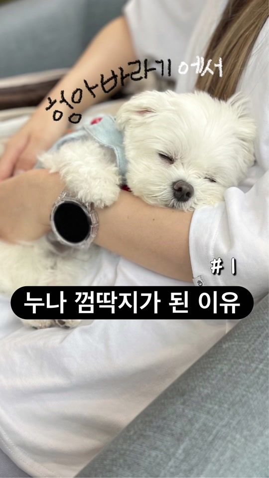 TikTok video thumbnail by maltese_janggun