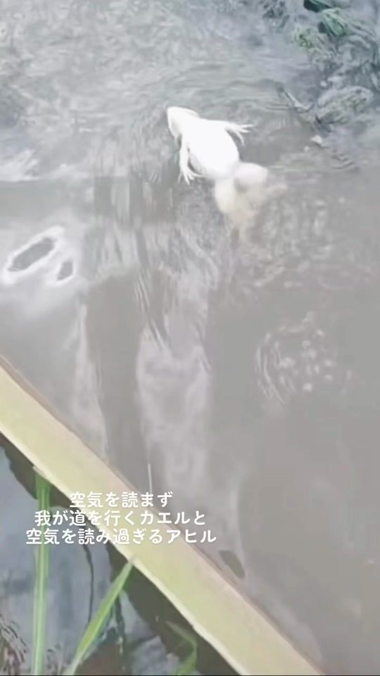TikTok video thumbnail by 2525co4649