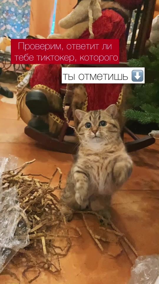 TikTok video thumbnail by cat.marcel.manchkin