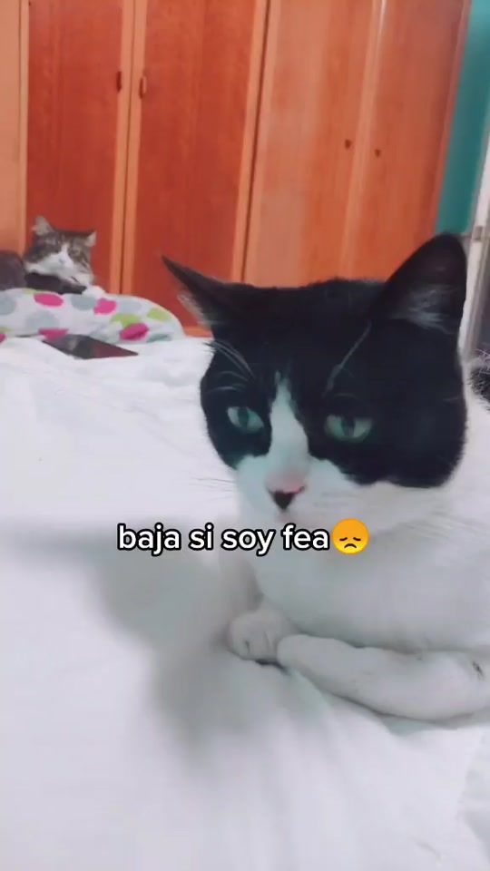 TikTok video thumbnail by bakita_the_queen6