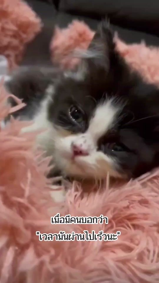 TikTok video thumbnail by iammongmeng