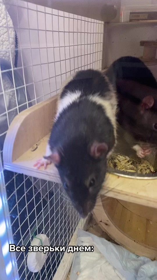 TikTok video thumbnail by rat_home_spb