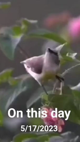 TikTok video thumbnail by jackoriad