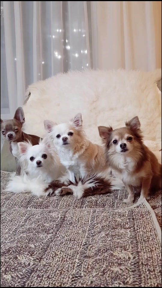 TikTok video thumbnail by eva_chihua