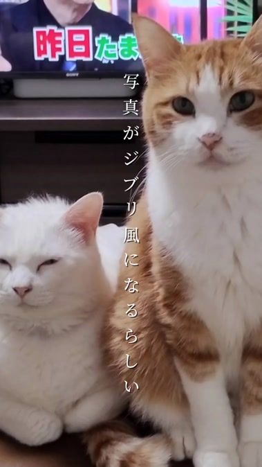 TikTok video thumbnail by mirokucat575