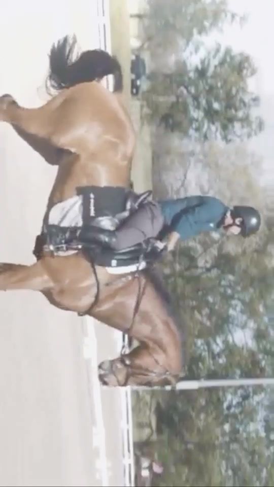 TikTok video thumbnail by equestrian...editxx