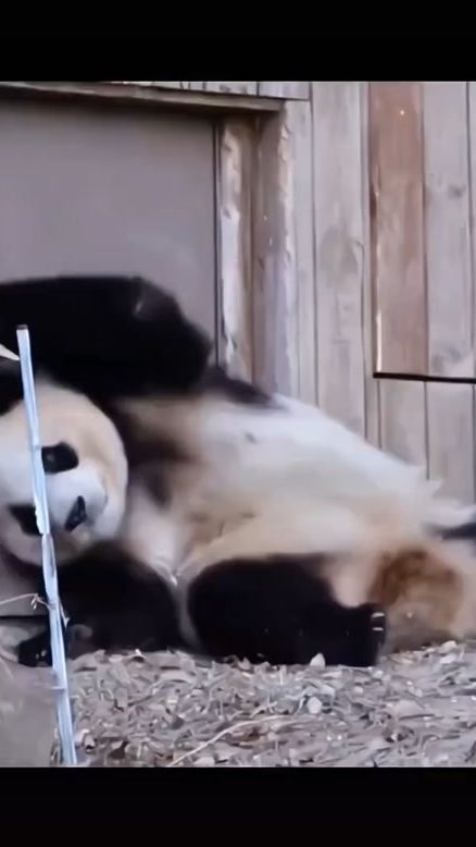 TikTok video thumbnail by vitamin.panda