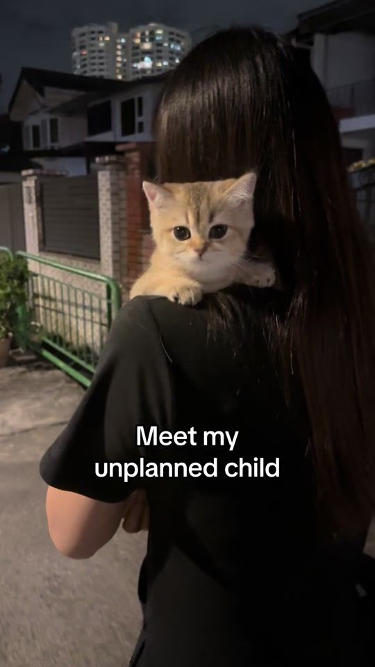 TikTok video thumbnail by kookysheltie