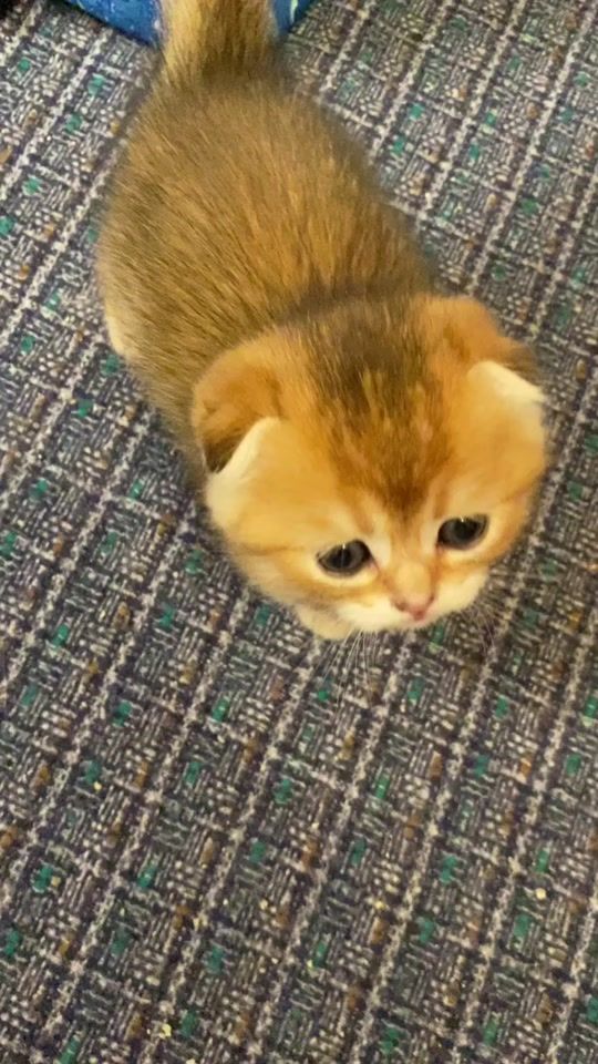 TikTok video thumbnail by mama__meow