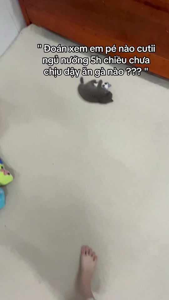 TikTok video thumbnail by bao_boi_pett