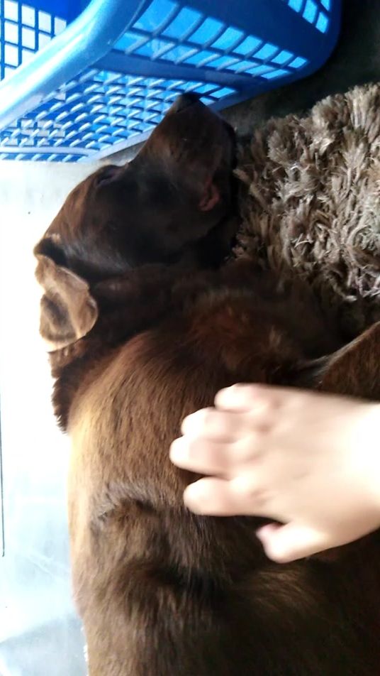 TikTok video thumbnail by hannah.the.gardner
