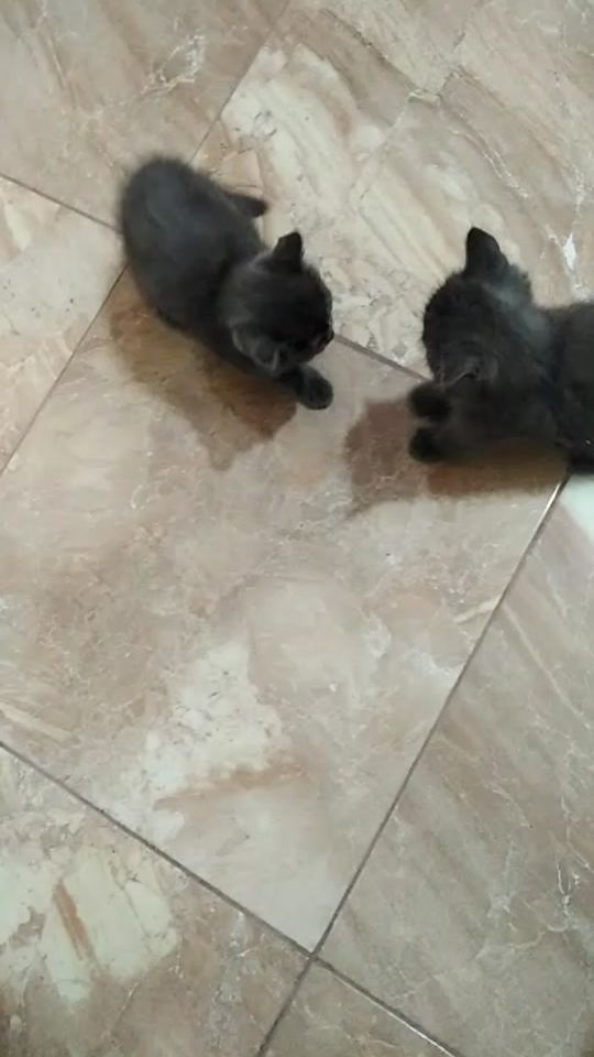 TikTok video thumbnail by user8832824628774
