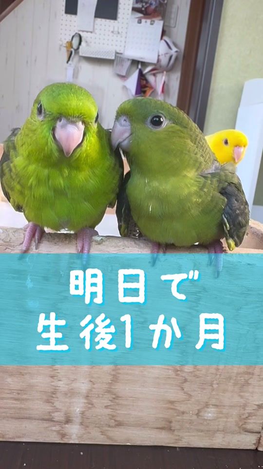TikTok video thumbnail by calldack_peichan