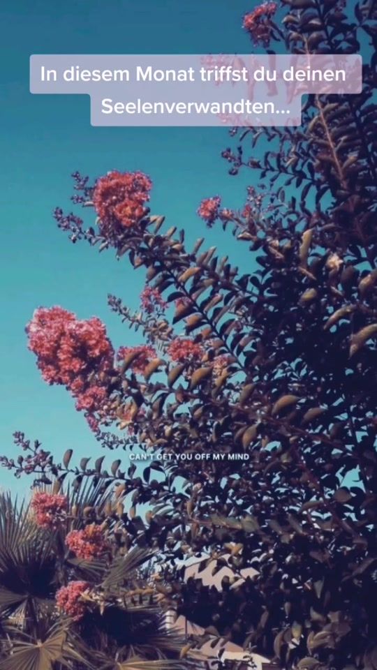 TikTok video thumbnail by _sprxchee._