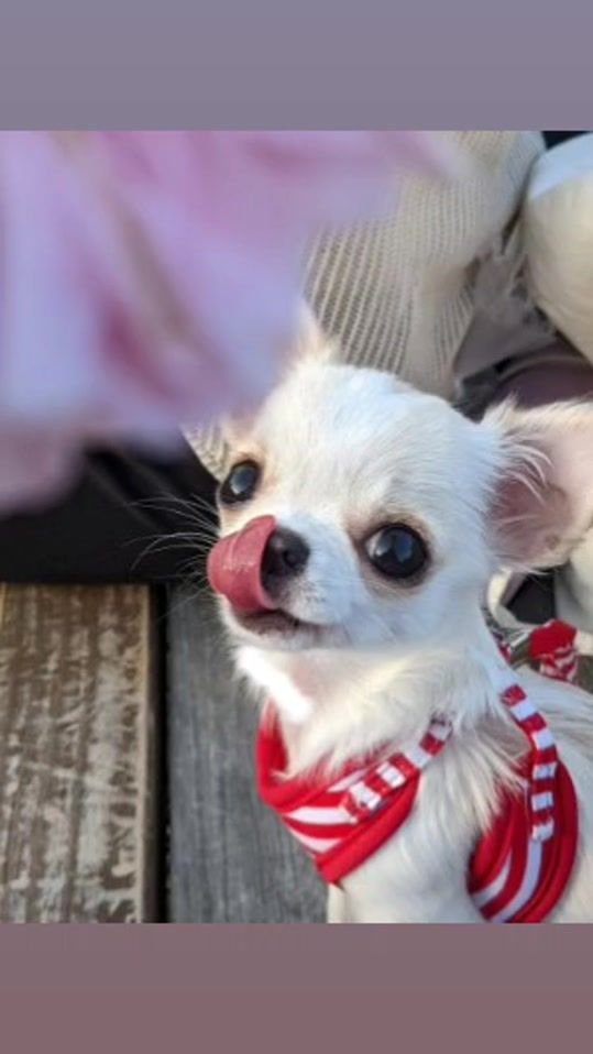 TikTok video thumbnail by ratesanchi