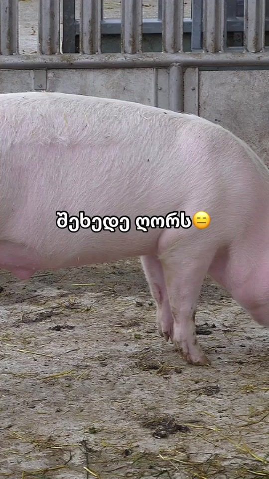 TikTok video thumbnail by team.addlson.win