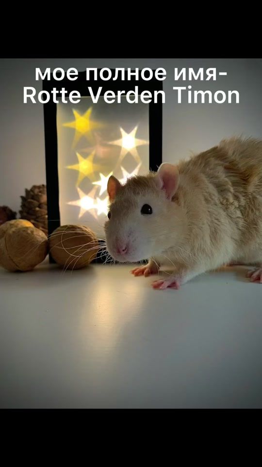 TikTok video thumbnail by rat_home_spb
