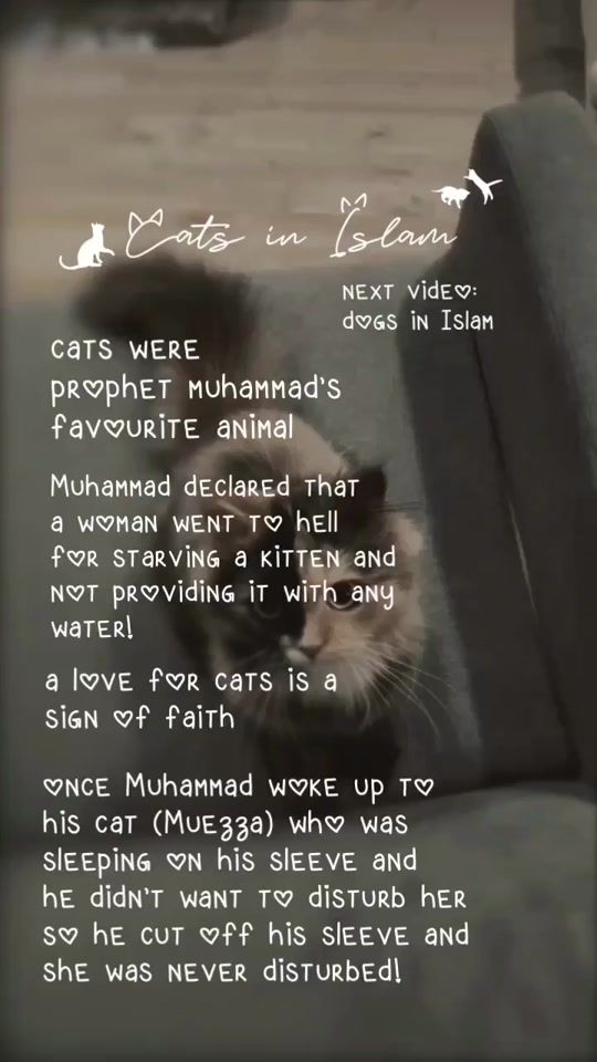 TikTok video thumbnail by catluv3rs