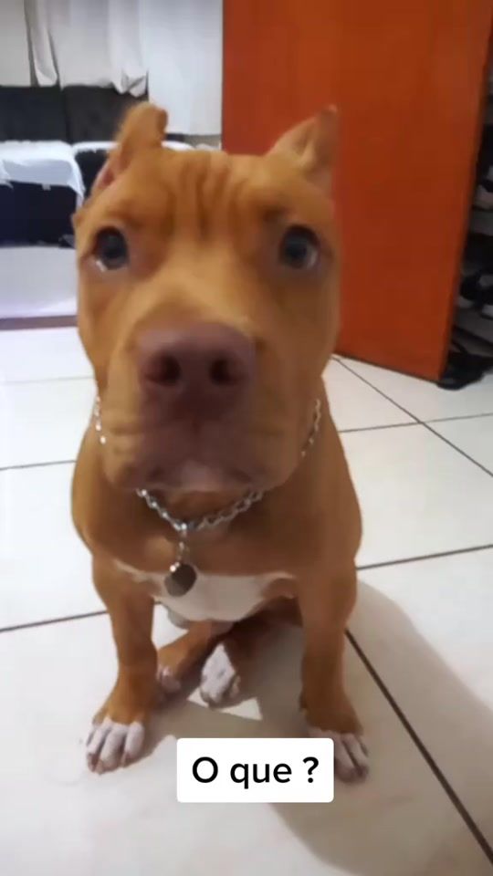 TikTok video thumbnail by thorpitmonster01