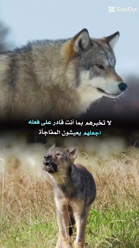TikTok video thumbnail by user32446801