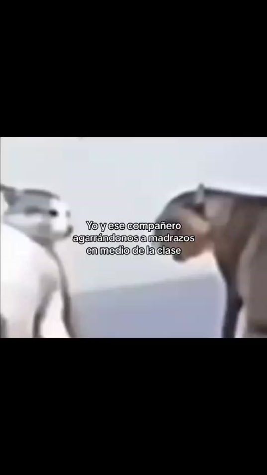 TikTok video thumbnail by rol.de.xavi39