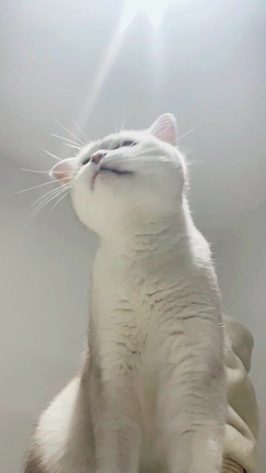 TikTok video thumbnail by lyothecat