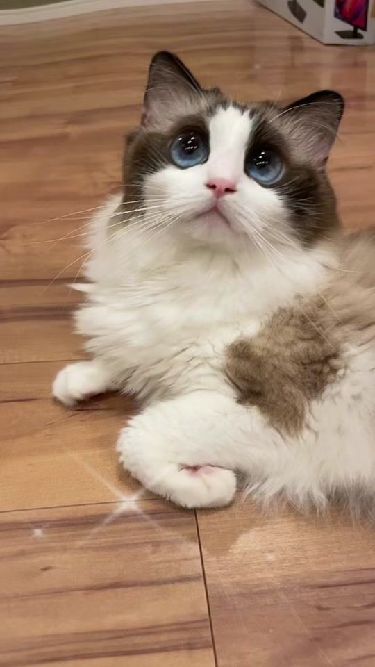 TikTok video thumbnail by 11.20macaron