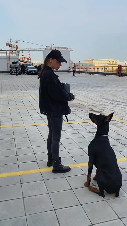 TikTok video thumbnail by doberman_veles