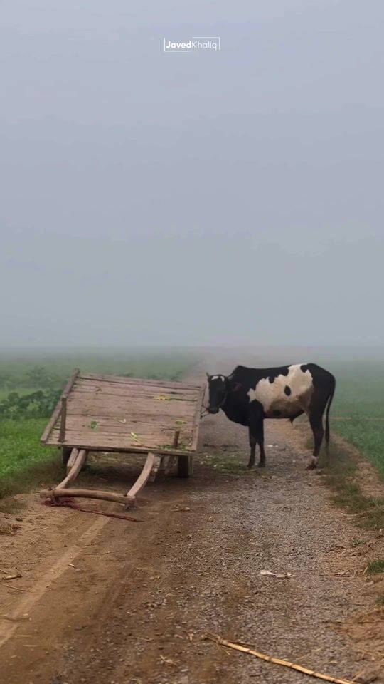 TikTok video thumbnail by javed_khaliq