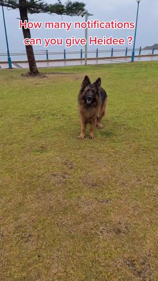 TikTok video thumbnail by heideethegsd