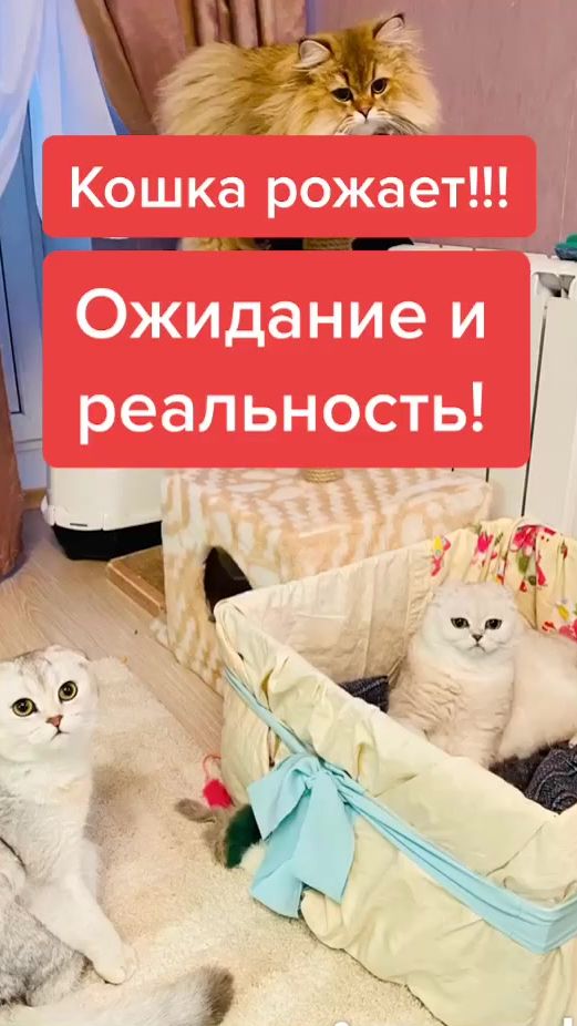 TikTok video thumbnail by mama__meow