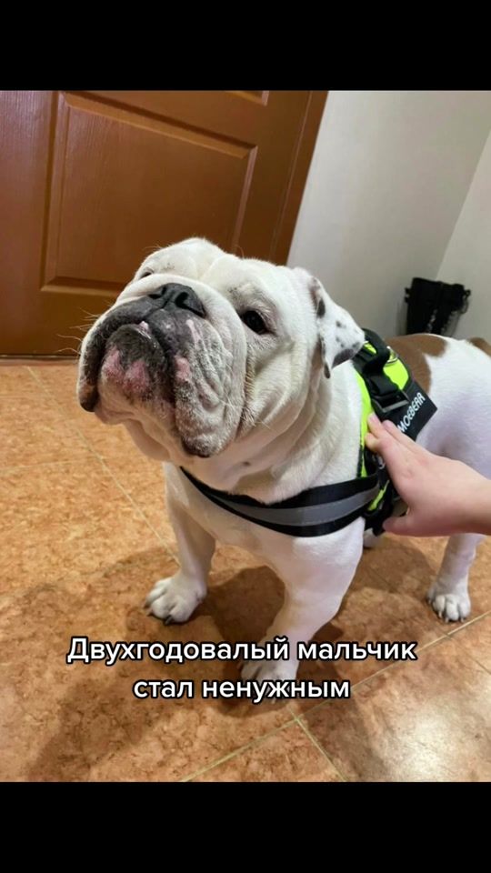 TikTok video thumbnail by helpbulldog