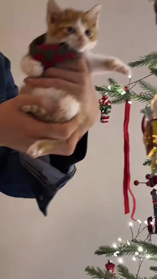 TikTok video thumbnail by pawfectly.cute