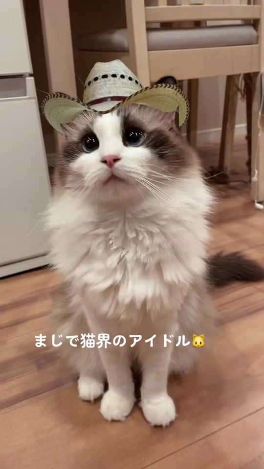 TikTok video thumbnail by 11.20macaron