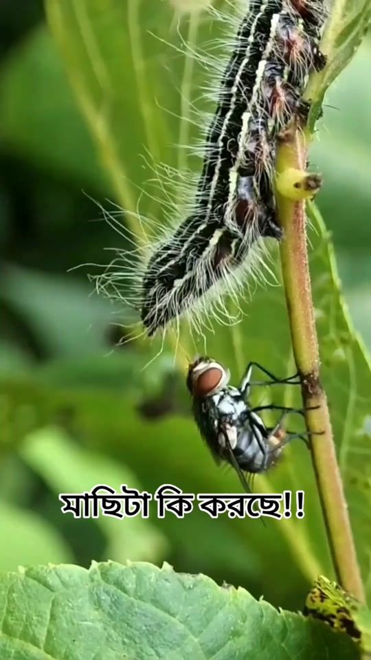 TikTok video thumbnail by scavo_akash