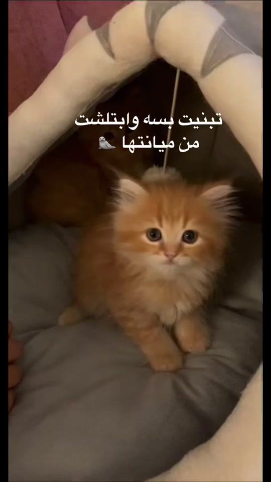 TikTok video thumbnail by saraob91