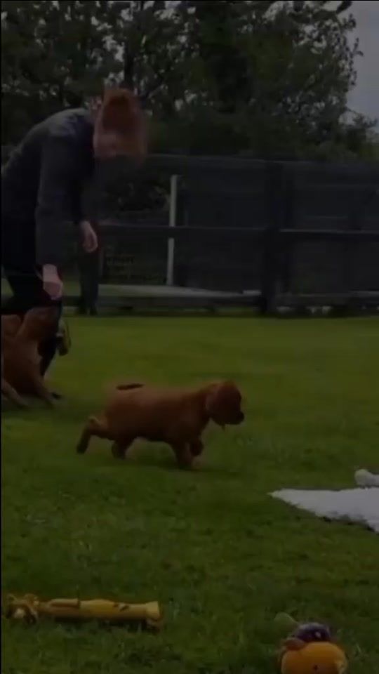 TikTok video thumbnail by _edits_animals1