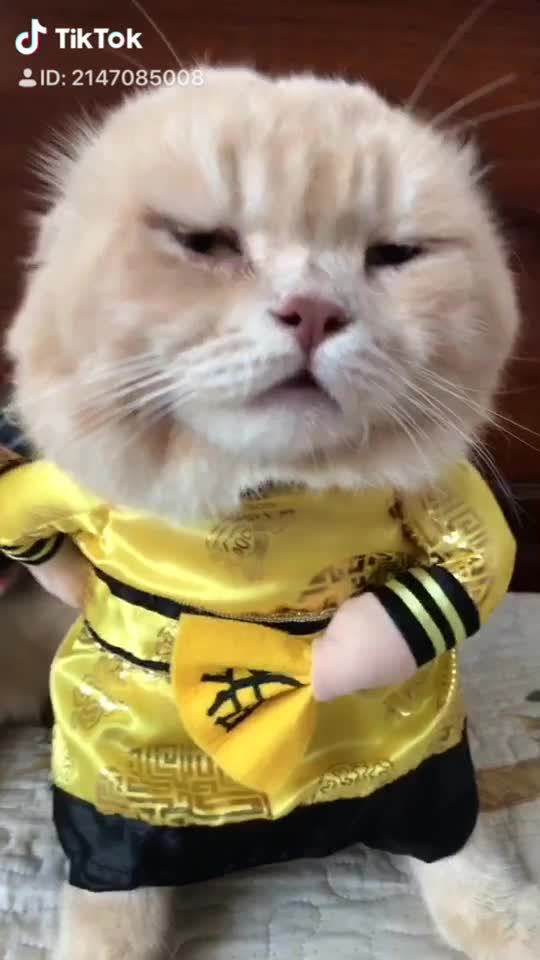 TikTok video thumbnail by dog1501