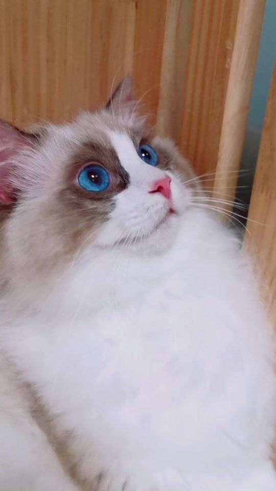 TikTok video thumbnail by sararagdoll
