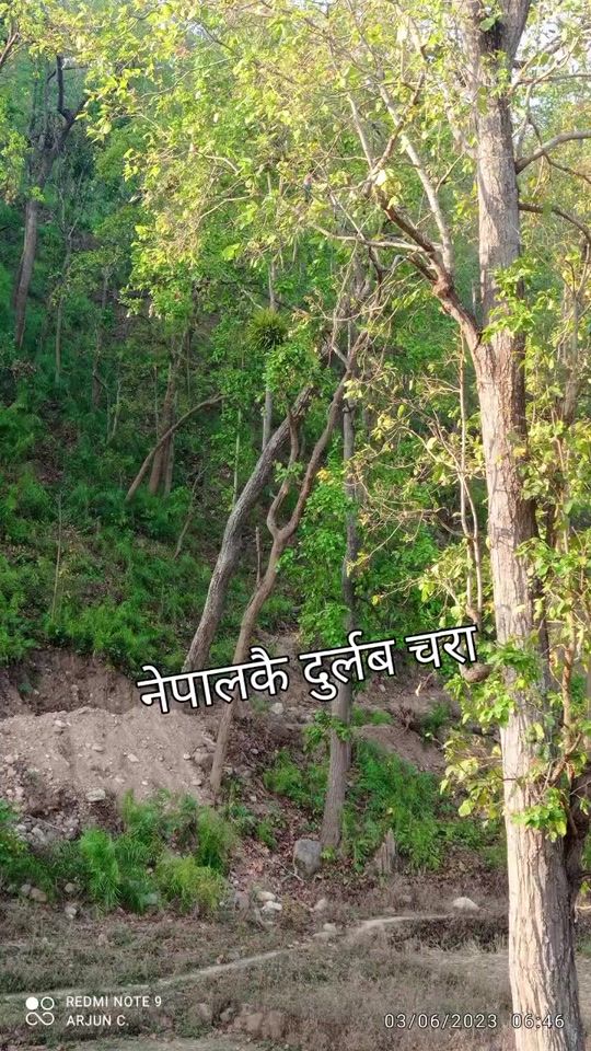 TikTok video thumbnail by arjunchaulagain55