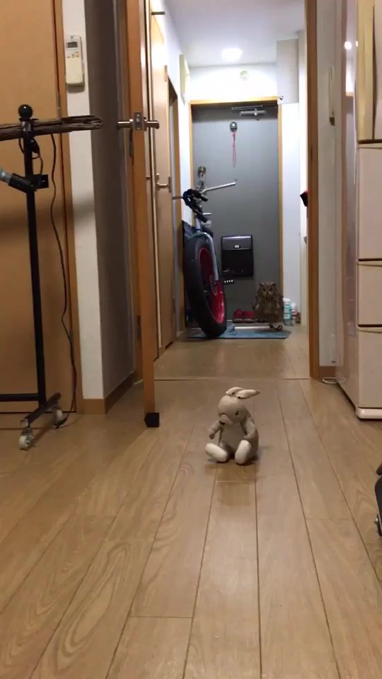 TikTok video thumbnail by apple_owls