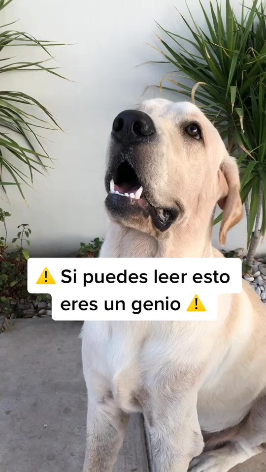 TikTok video thumbnail by maepetsmx