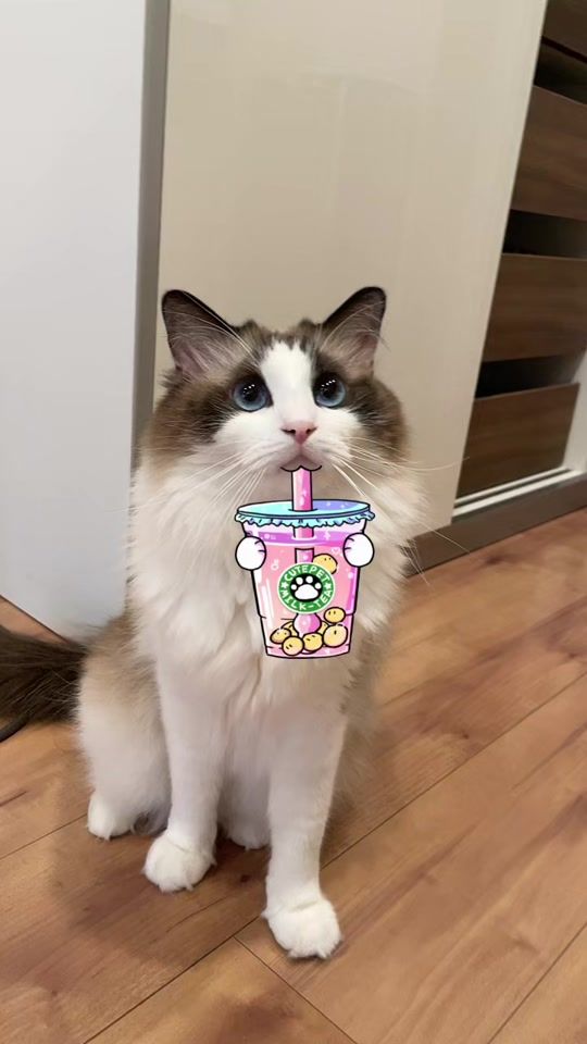TikTok video thumbnail by 11.20macaron